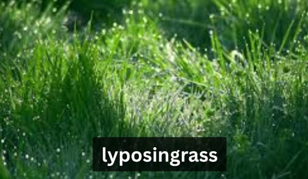 Lyposingrass 